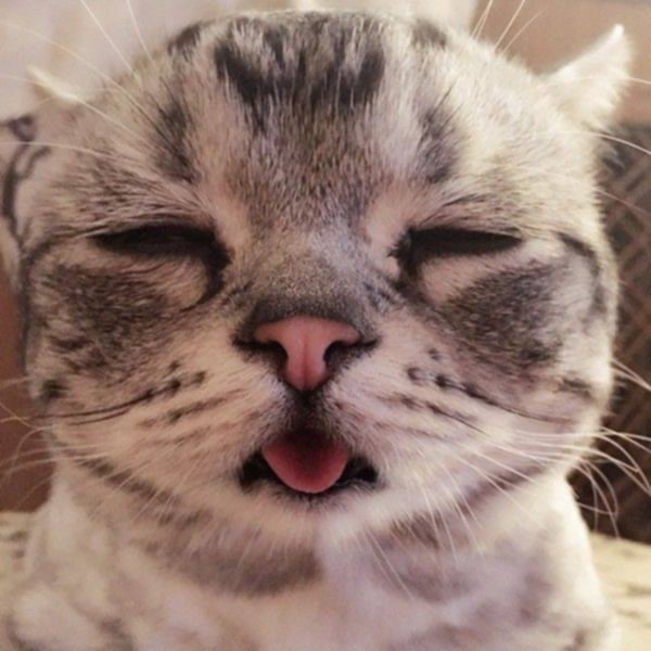 Chủ Nhân Nhỏ Của Tôi "Meo"