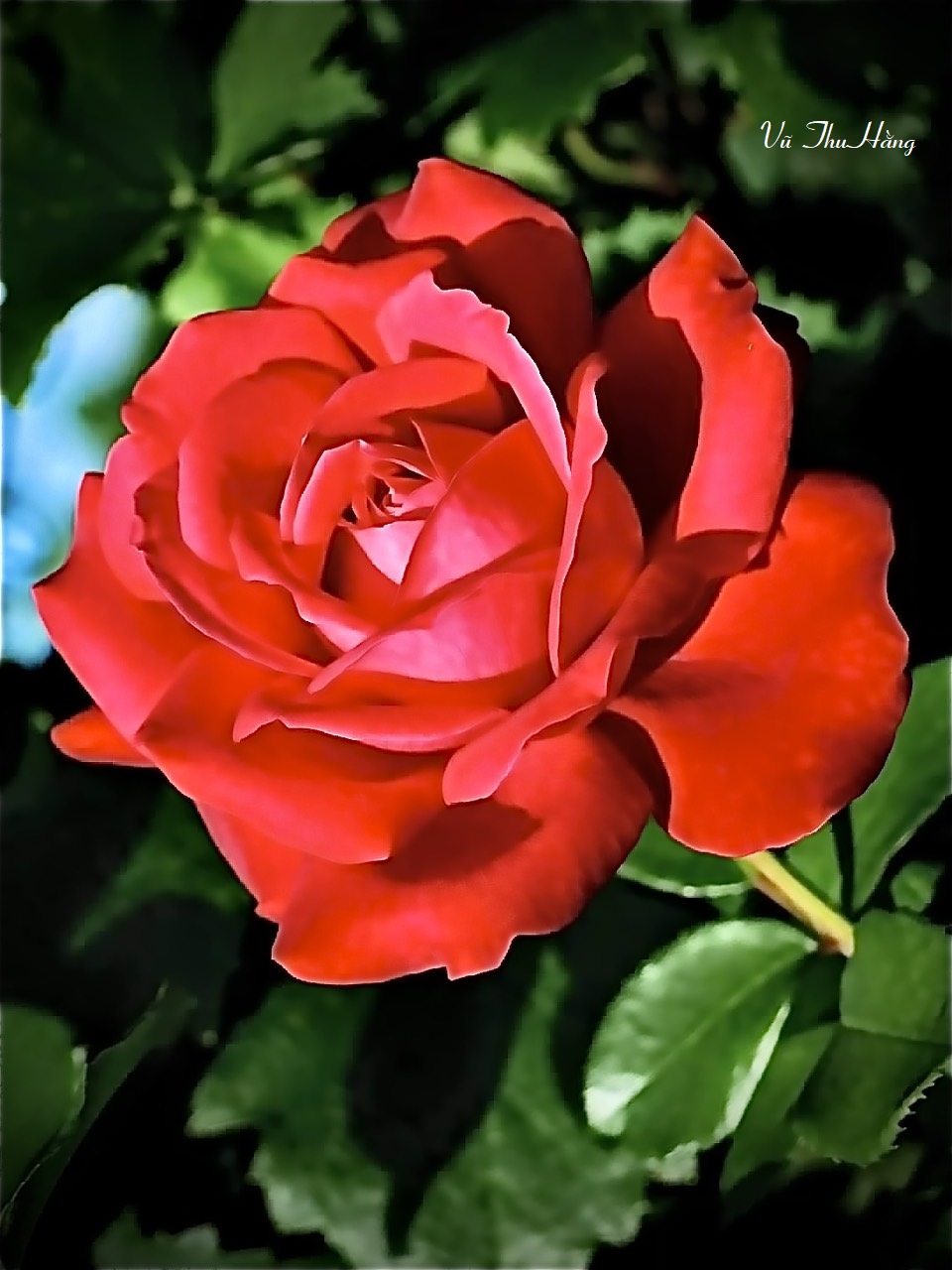 Hoa hồng đến muộn