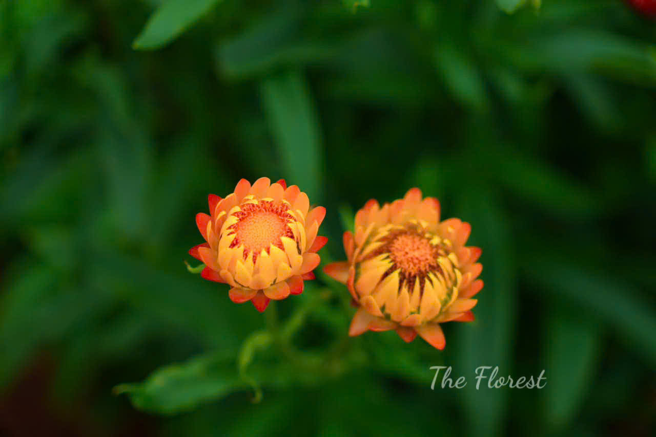 Hoa hồng và súng ngắn