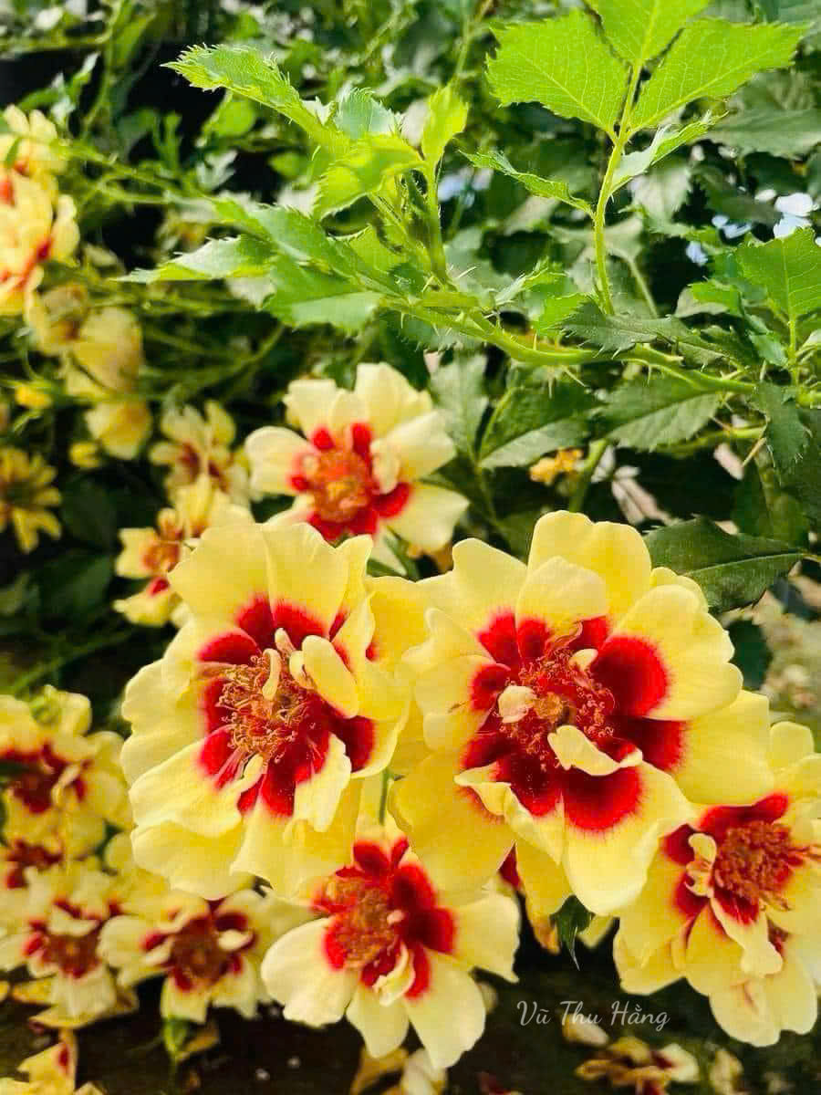 Hoa mơ nặng trĩu cành