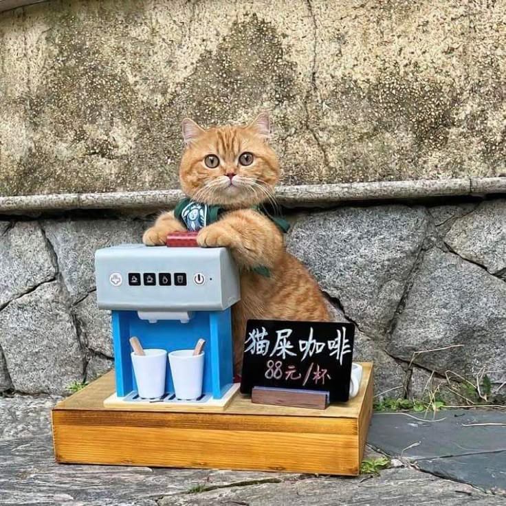 KHI LỌ LEM THÁO GIÀY