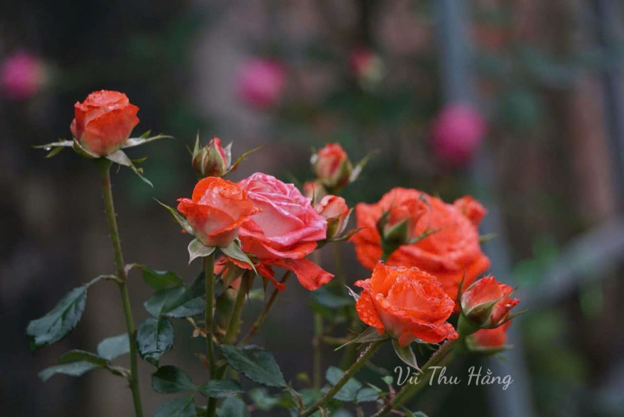 Khó kết hôn