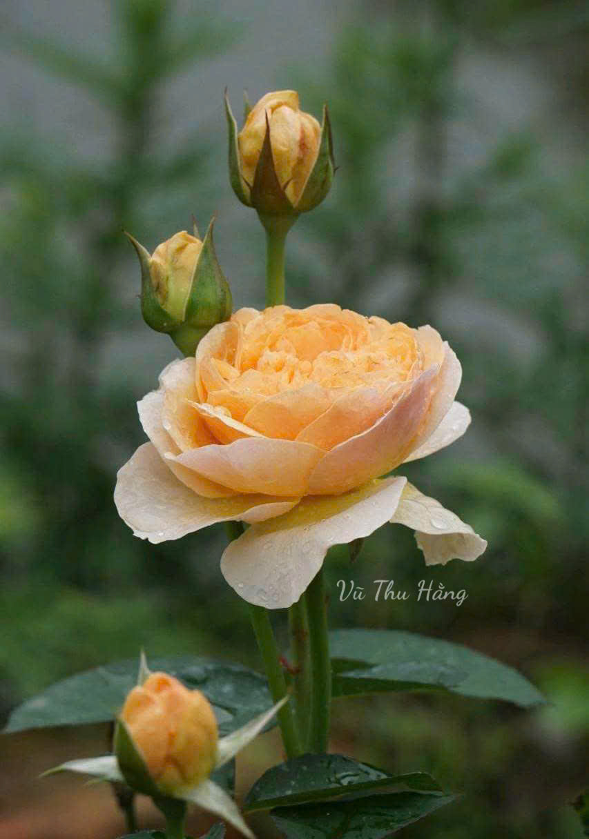 Nợ trần ai