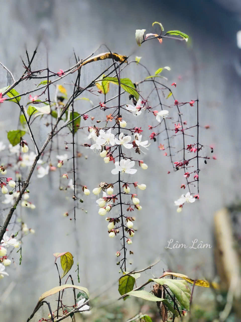 Phu nhân của anh