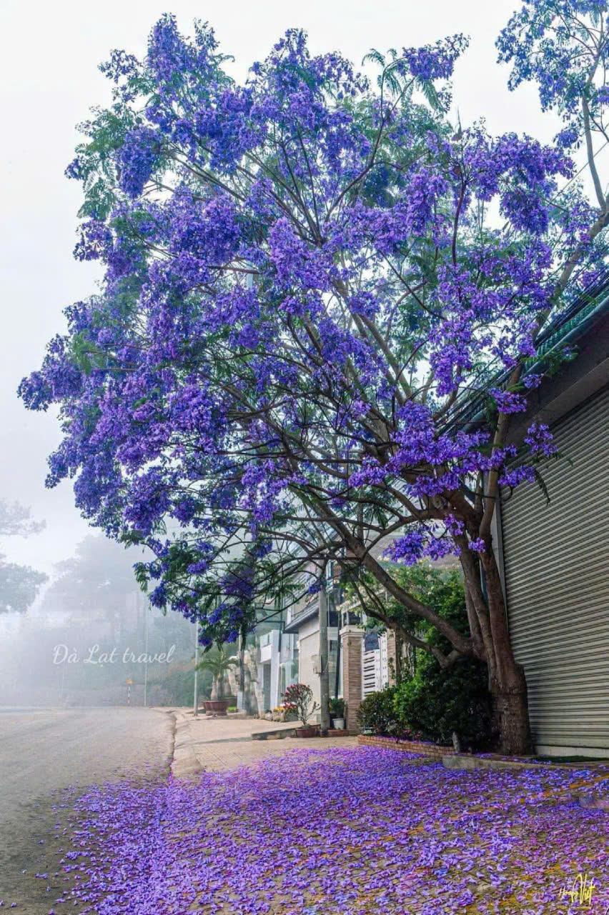 Ta sợ chết