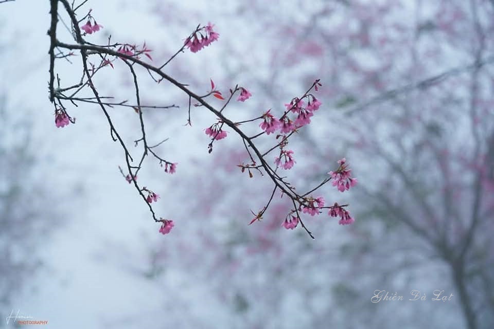 Trinh tiết